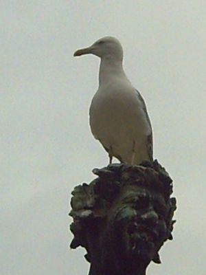 Gaviota en la cabeza del dios Baco