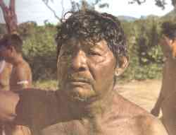 Cacique panare