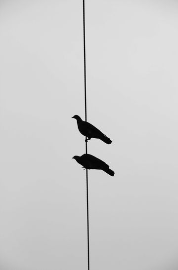 La l�nea