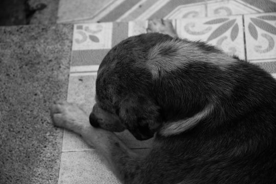 Perro callejero