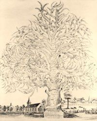 �rbol geneal�gico