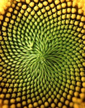 Vista aumentada de un girasol