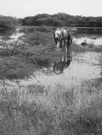 Caballo en el agua