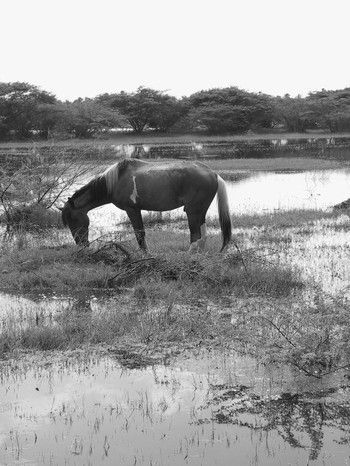 Caballo en el agua
