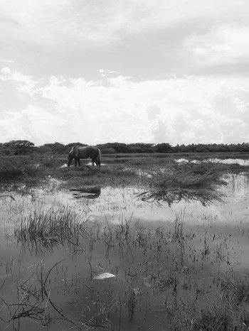 Caballo en el agua
