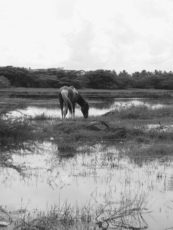 Caballo en el agua