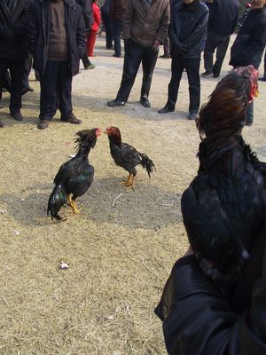 El gallo de pelea