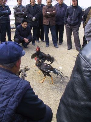 El gallo de pelea