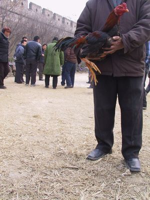 El gallo de pelea