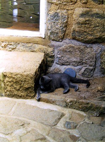 Los gatos