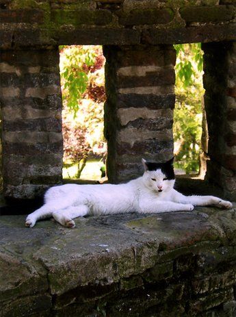 Los gatos