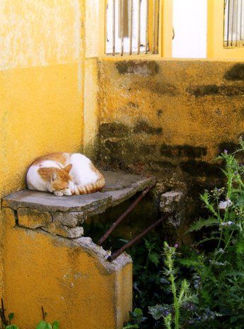Los gatos