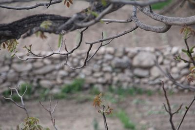 Jirones, acaecimientos