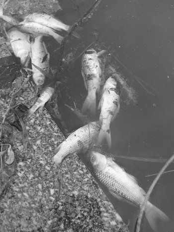 Composici&oacute;n con peces muertos