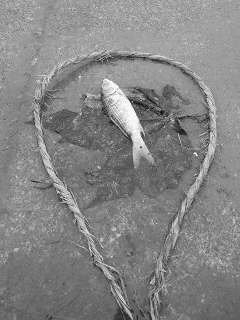 Composici&oacute;n con peces muertos
