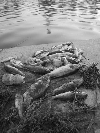 Composici&oacute;n con peces muertos
