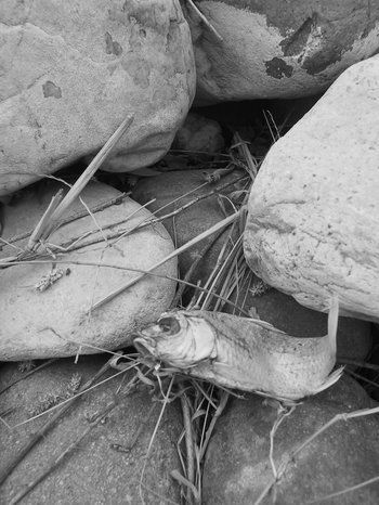 Composici&oacute;n con peces muertos