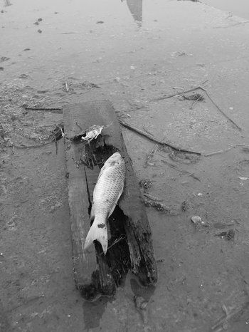 Composici&oacute;n con peces muertos