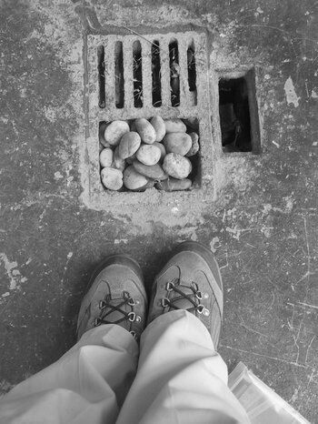 Pies