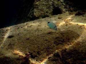 Paseo submarino
