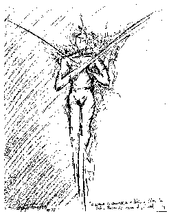 Cortarse la garganta a la pelvis y pelar la piel, para as� liberar al yo real. Ilustraci�n de Jos� Angel Tovar. Cagua, Venezuela, 1997