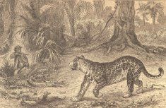 "The Naturalist in Nicaragua", Thomas Belt
