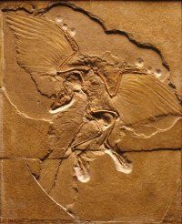 Archaeopterix