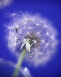 Diente de le�n soltando sus semillas al viento