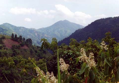 Monta&ntilde;as Azules de Jamaica