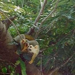 Mono ardilla en el Amazonas