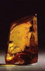 �mbar con insecto