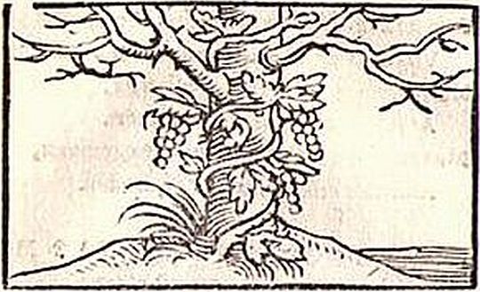El olmo, emblema de la amistad fiel y constante