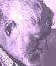 Ernest Hemingway
