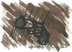 Ap�crifas biograf�as de la noche, Marcelo Jurisich